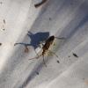 Gonocerus juniperi
